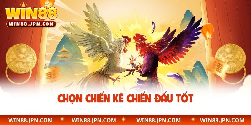 Chọn chiến kê chiến đấu tốt