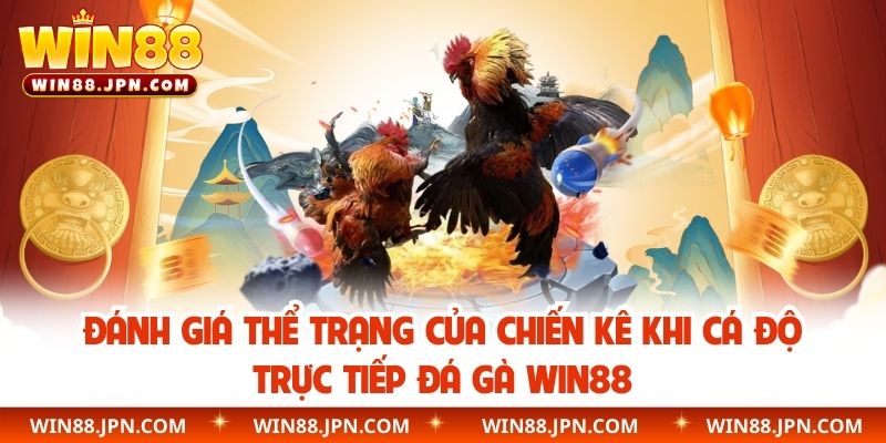 Đánh giá thể trạng của chiến kê khi cá độ trực tiếp đá gà WIN88
